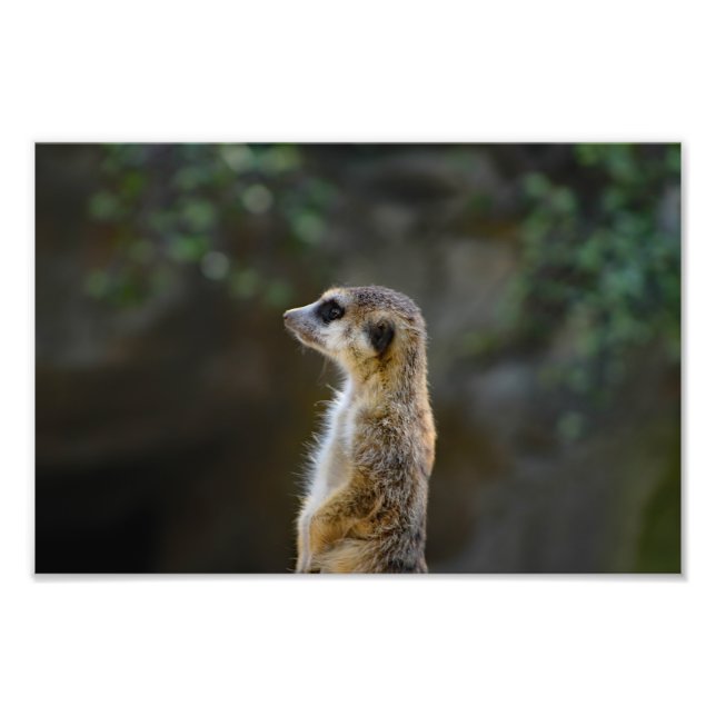Los Angeles Zoo Photo Print (Front)