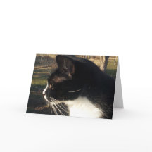 Loss of A cat Pet