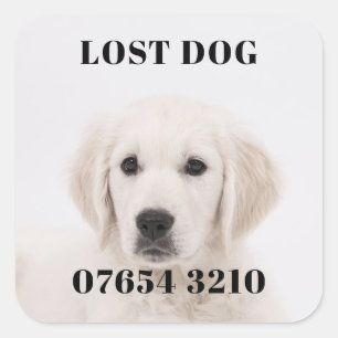 Lost dog square sticker