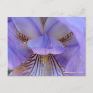 Lost in a Dream Postcard