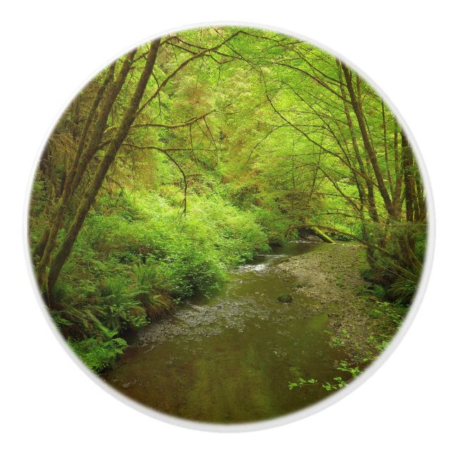 Lost Man Creek I at Redwood National Park Ceramic Knob (Front)