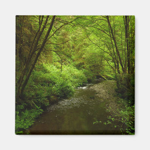 Lost Man Creek I at Redwood National Park Magnet