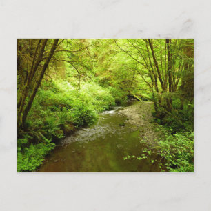 Lost Man Creek I at Redwood National Park Postcard