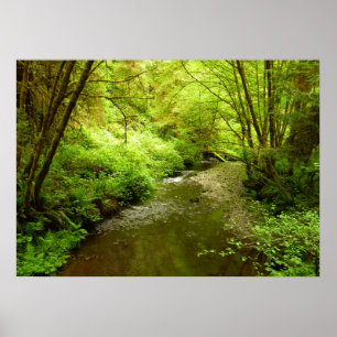Lost Man Creek I at Redwood National Park Poster