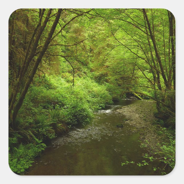 Lost Man Creek I at Redwood National Park Square Sticker (Front)
