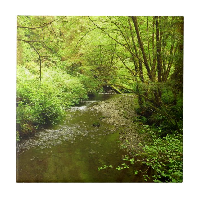 Lost Man Creek I at Redwood National Park Tile (Front)