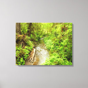 Lost Man Creek II at Redwood National Park Canvas Print