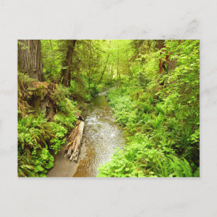 Lost Man Creek II at Redwood National Park Postcard