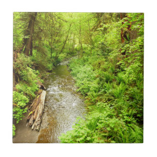 Lost Man Creek II at Redwood National Park Tile