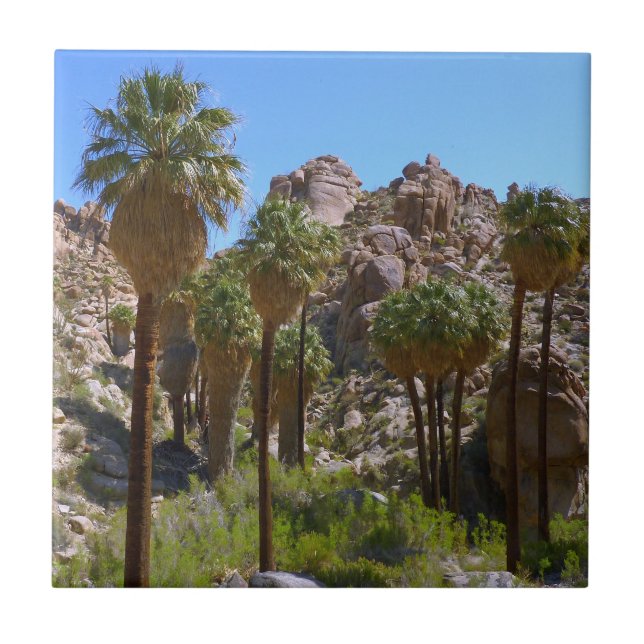 Lost Palms Oasis I at Joshua Tree National Park Tile (Front)