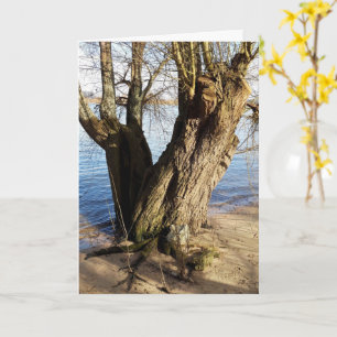Lost Places , old Tree on the river bank Card