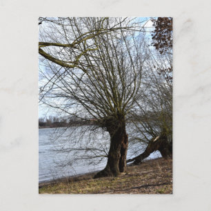 Lost Places , old Tree on the river bank Postcard