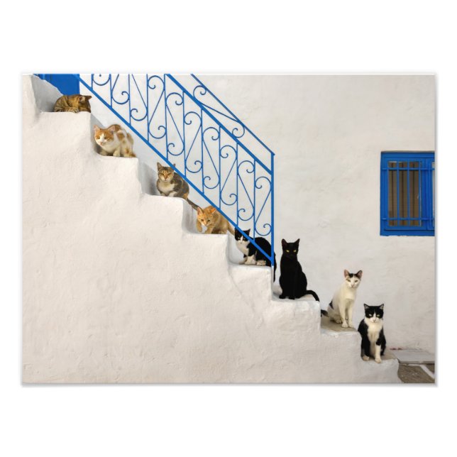 Lot of cats on a white stairway in a Greek village Photo Print (Front)