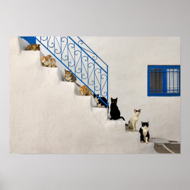 Lot of cats on a white stairway in a Greek village Poster (Front)