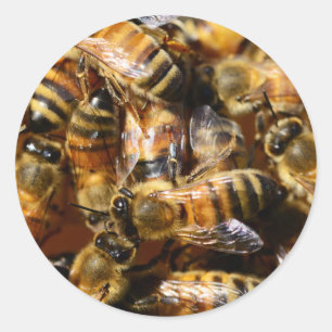 Lots of Honey Bees Classic Round Sticker