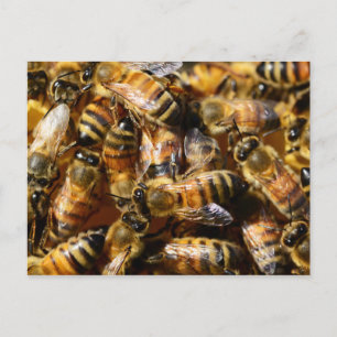 Lots of Honey Bees Postcard
