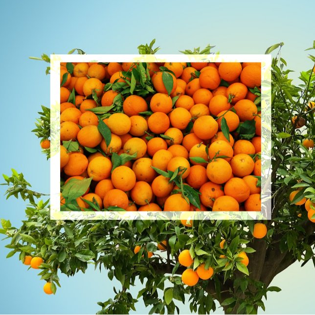 Lots of Oranges Postcard (Creator Uploaded)