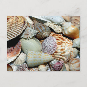 Lots of Seashells Postcard
