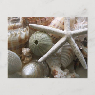 Lots of Seashells Print Postcard