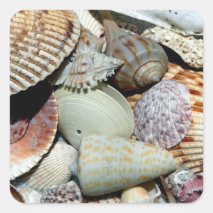 Lots of Seashells Square Sticker