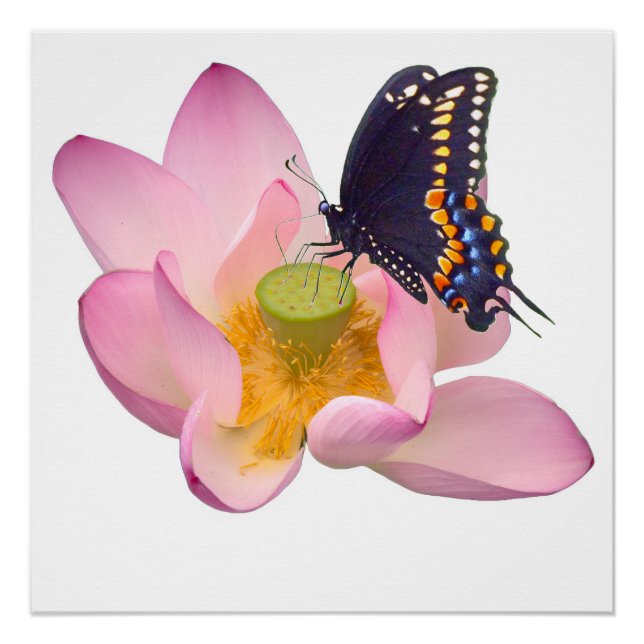 Lotus and butterfly poster (Front)