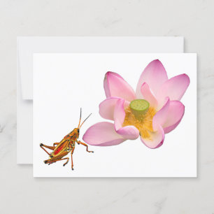 Lotus and Grasshopper Postcard
