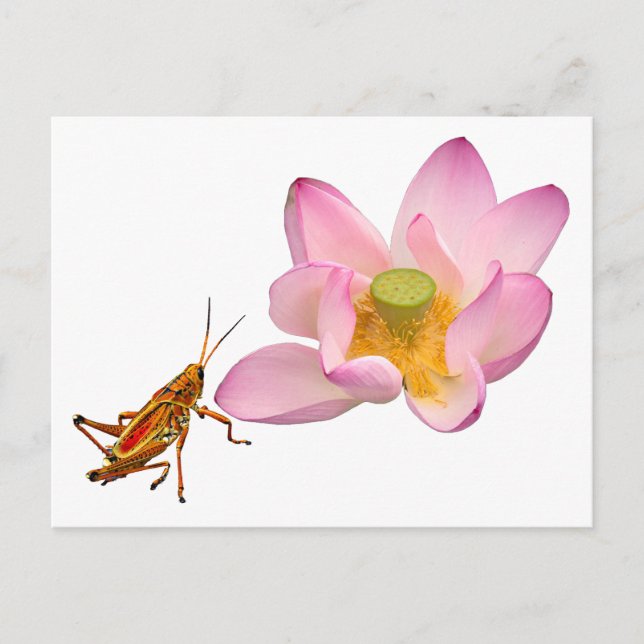 Lotus and Grasshopper Postcard (Front)