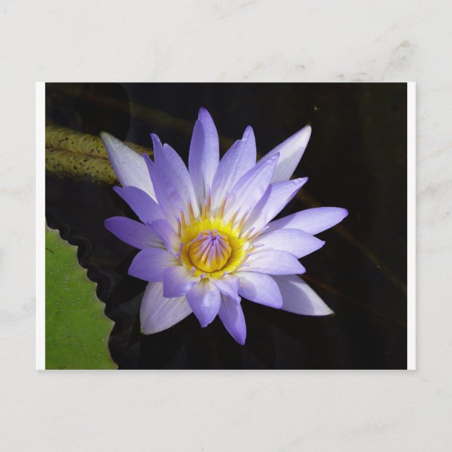 lotus bleu du Nil Postcard (Front)