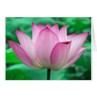 lotus blossom