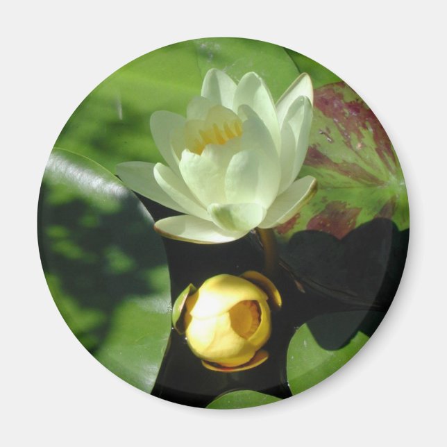 Lotus Blossom Magnet (Front)
