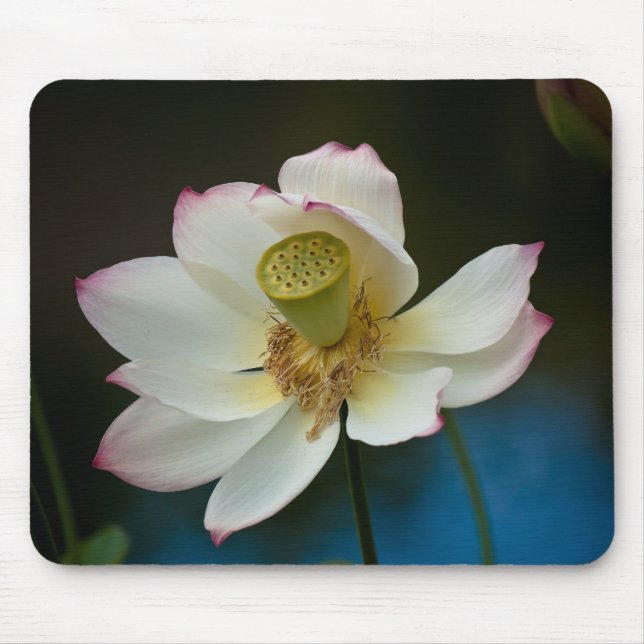 Lotus Blossom Mousepad (Front)