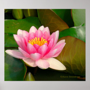 LOTUS BLOSSOM, PINK WITH GOLD CENTER ON LILY PADS POSTER