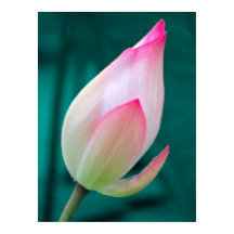Lotus Bud Tranquillity poster