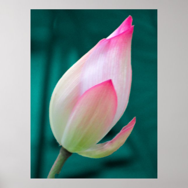 Lotus Bud Tranquillity poster (Front)