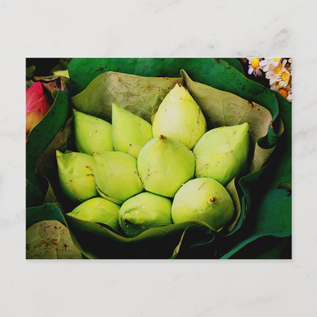 Lotus buds postcard (Front)