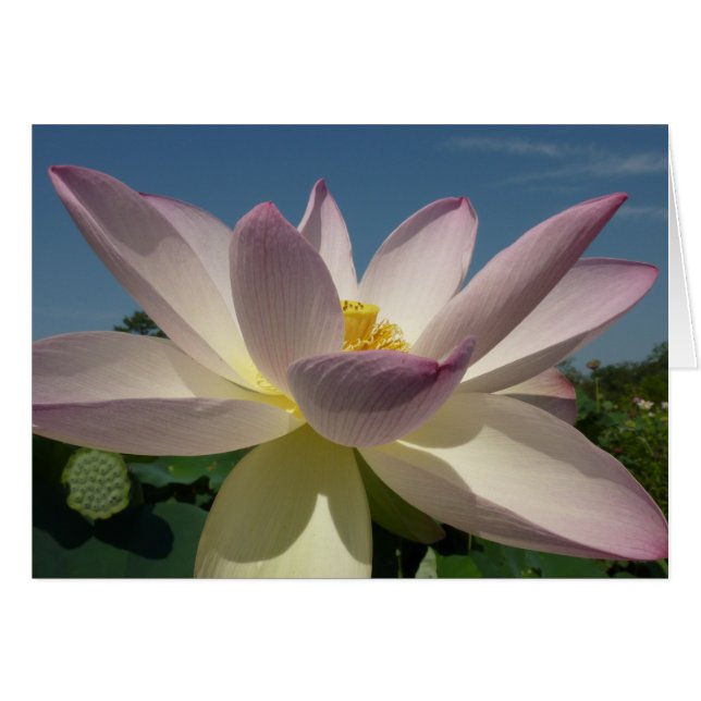 Lotus Flower and Blue Sky I (Front Horizontal)
