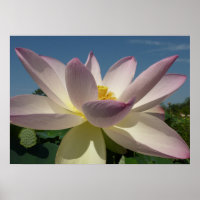 Lotus Flower and Blue Sky I