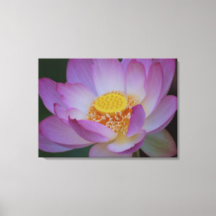 Lotus flower and its meaning canvas print