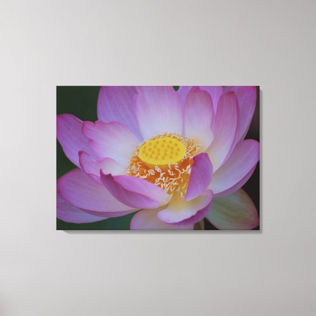 Lotus flower and its meaning canvas print (Front)