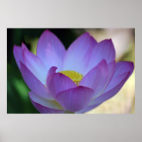Lotus flower and its meaning