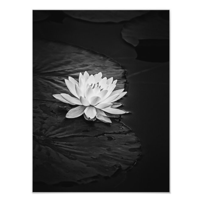 Lotus Flower and Lily Pad Black and White Photo Print (Front)