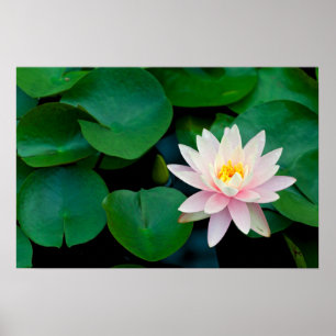 Lotus Flower and Lily Pads Poster