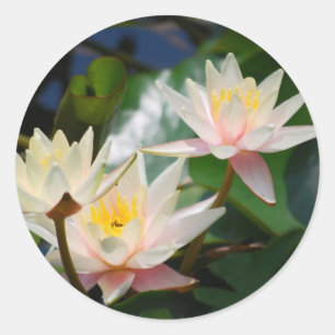 Lotus flower and meaning classic round sticker