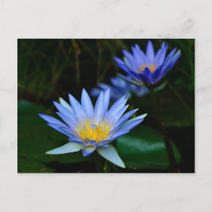 Lotus flower and meaning postcard