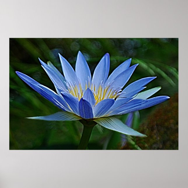 Lotus flower and meaning poster (Front)