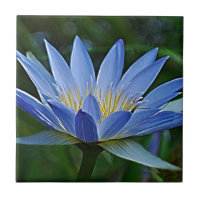 Lotus flower and meaning