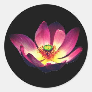 Lotus Flower Blooming Classic Round Sticker