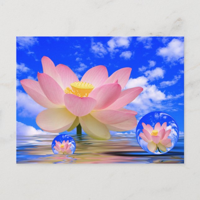 Lotus Flower Born in Water Postcard (Front)