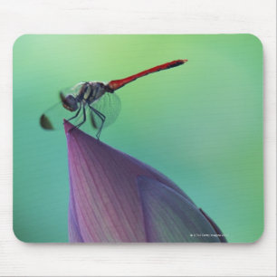 Lotus flower bud and a dragonfly mouse pad