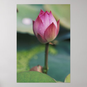 Lotus flower bud, Hangzhou, Zhejiang Province, Poster